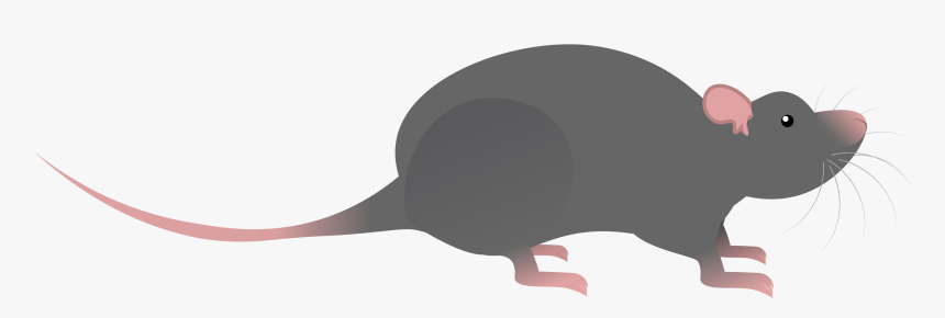 Rat, HD Png Download, Free Download