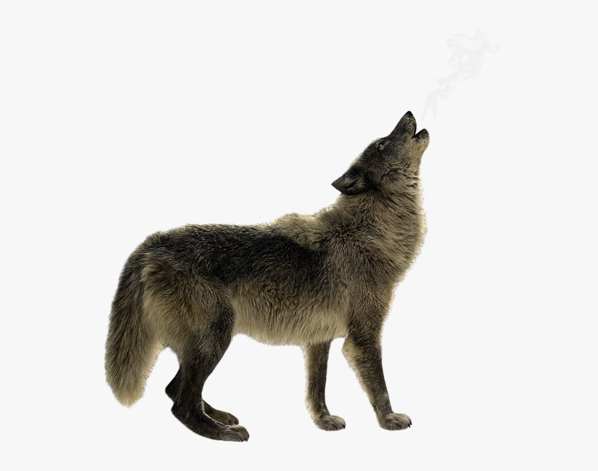 Grey Fox, HD Png Download, Free Download