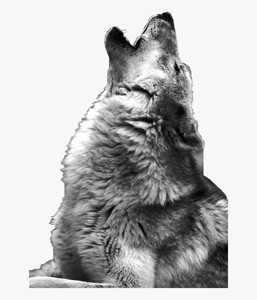 #wolf #howling #wolfhowl #freetoedit - Wolf Howling Photography Black And White, HD Png Download, Free Download
