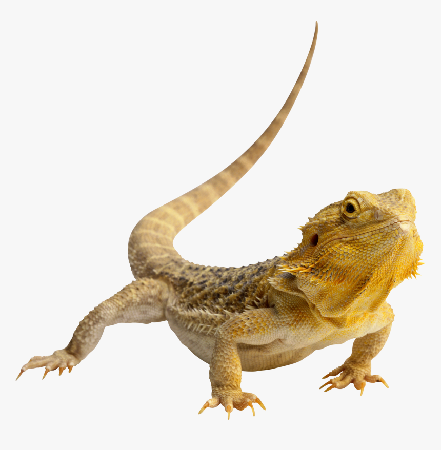 Lizard Png, Transparent Png, Free Download