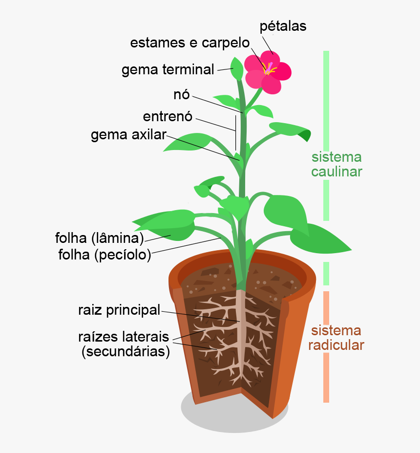 Morfologia Vegetal, Estruturas - Organ System Of Plants, HD Png Download, Free Download