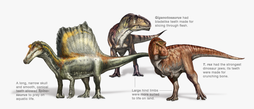 Allosaurus Torvosaurus, HD Png Download, Free Download