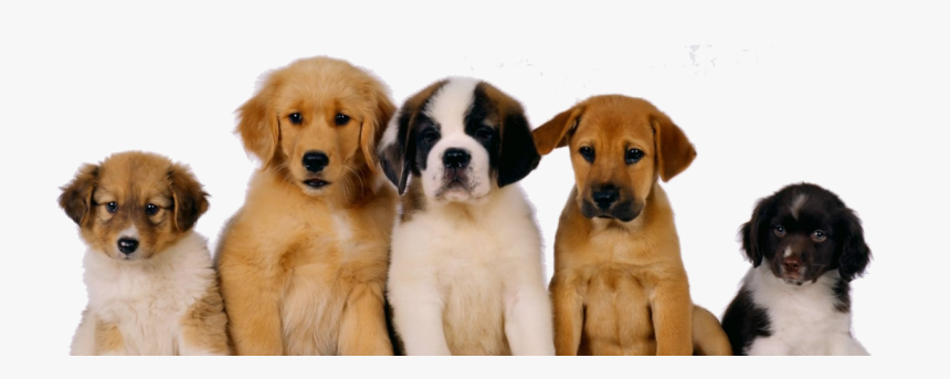 Un Perro, La Mascota Ideal - All Dogs, HD Png Download, Free Download