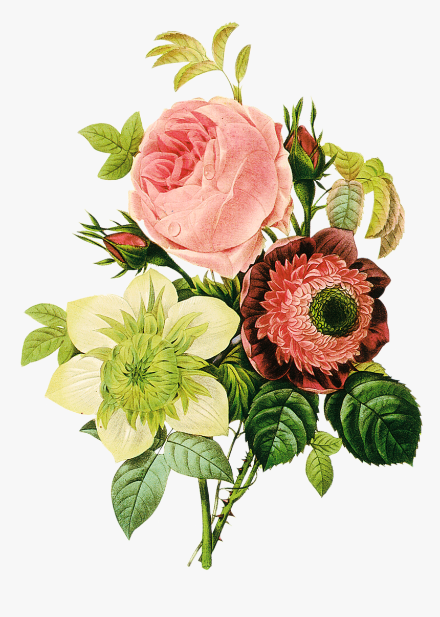 Lindas Flores Em Png Para Fotomontagens - Vintage Illustration Flowers, Transparent Png, Free Download