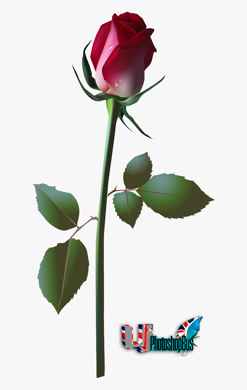 Transparent Flores Em Png - Four Kinds Of Flowers, Png Download, Free Download