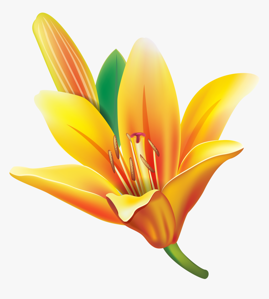 Yellow Lily Flower Png Clipart - Yellow Bell Flower Clipart, Transparent Png, Free Download