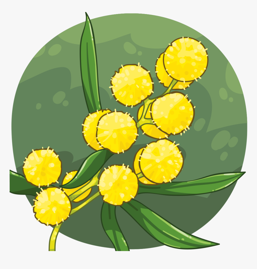 Golden Wattle Australian National Flower, HD Png Download, Free Download