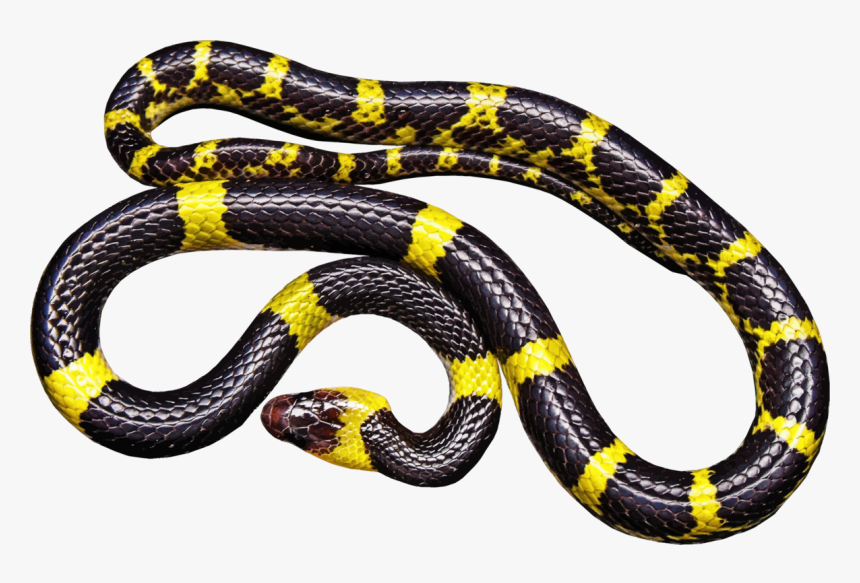 Elapidae,reptile,serpent - Black And Yellow Milk Snake, HD Png Download, Free Download