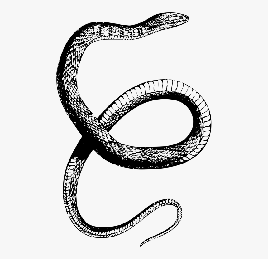 Reptile,serpent,hardware Accessory - Snake Drawing Transparent Background, HD Png Download, Free Download