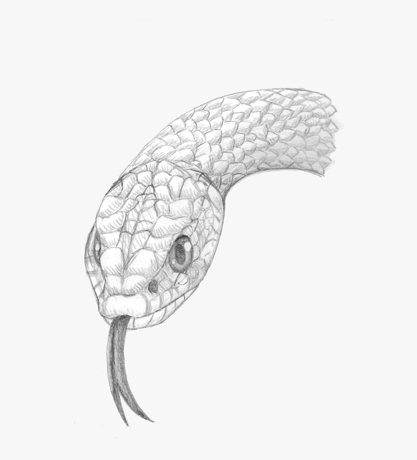 Snake Face Drawing, HD Png Download, Free Download