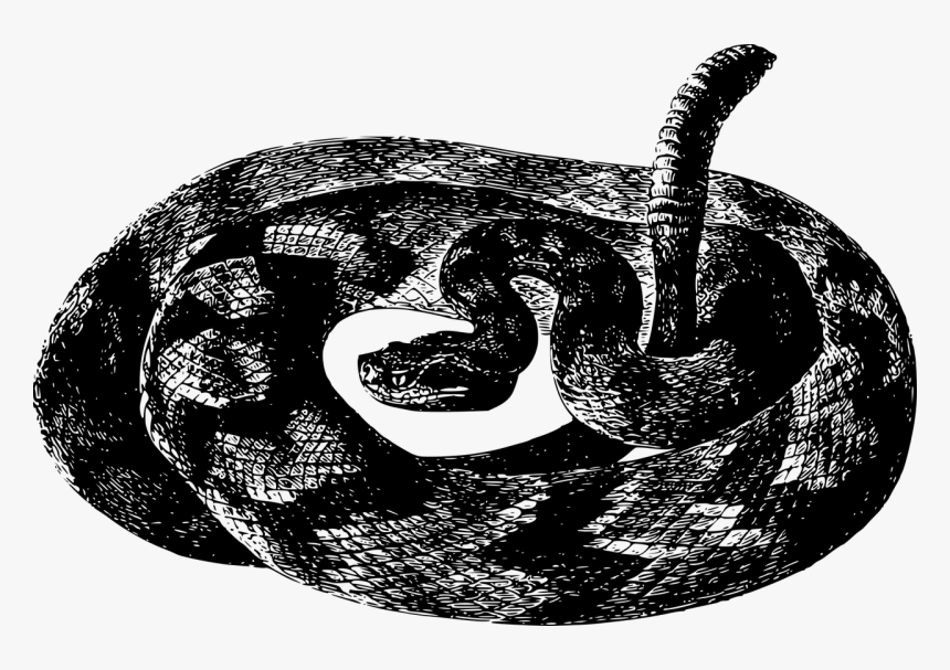 Animal Rattlesnake Reptile Free Picture - Black And White Rattlesnake Transparent, HD Png Download, Free Download