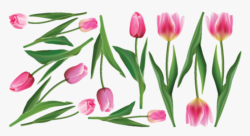 Sticker Fleurs Tulipes Roses Ambiance Sticker Col Inc - Sprenger's Tulip, HD Png Download, Free Download