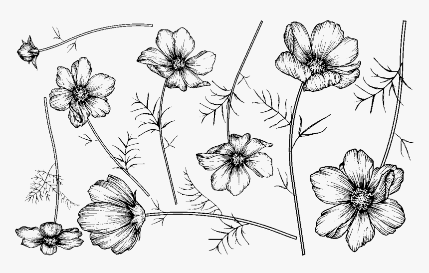 Transparent Flores Y Pajaritos Vintage Png - Geissorhiza, Png Download, Free Download