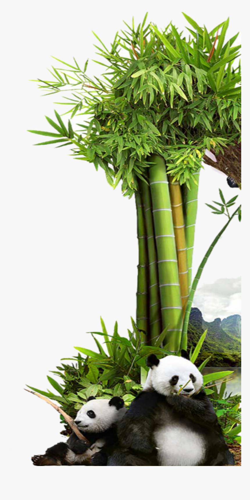 #mq #grass #green #bambu #panda #nature - Bambu Panda Png, Transparent Png, Free Download