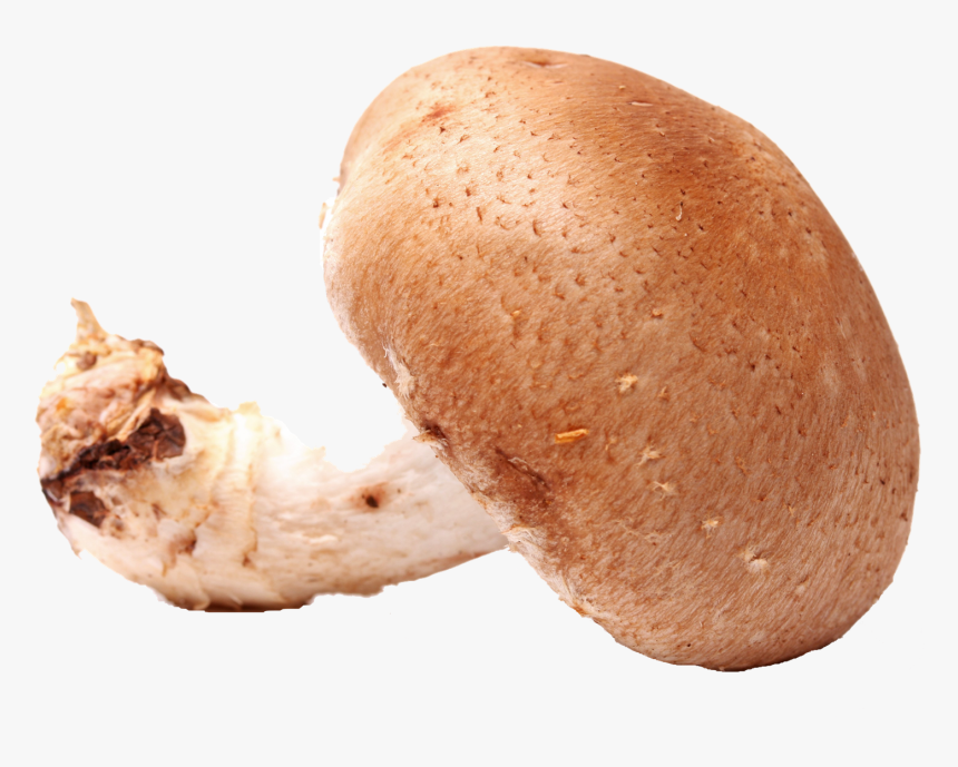 Mushroom Png Free Images - Penny Bun, Transparent Png, Free Download