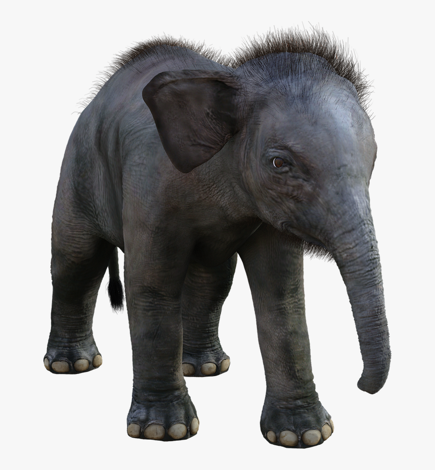 Elephant Small, HD Png Download, Free Download