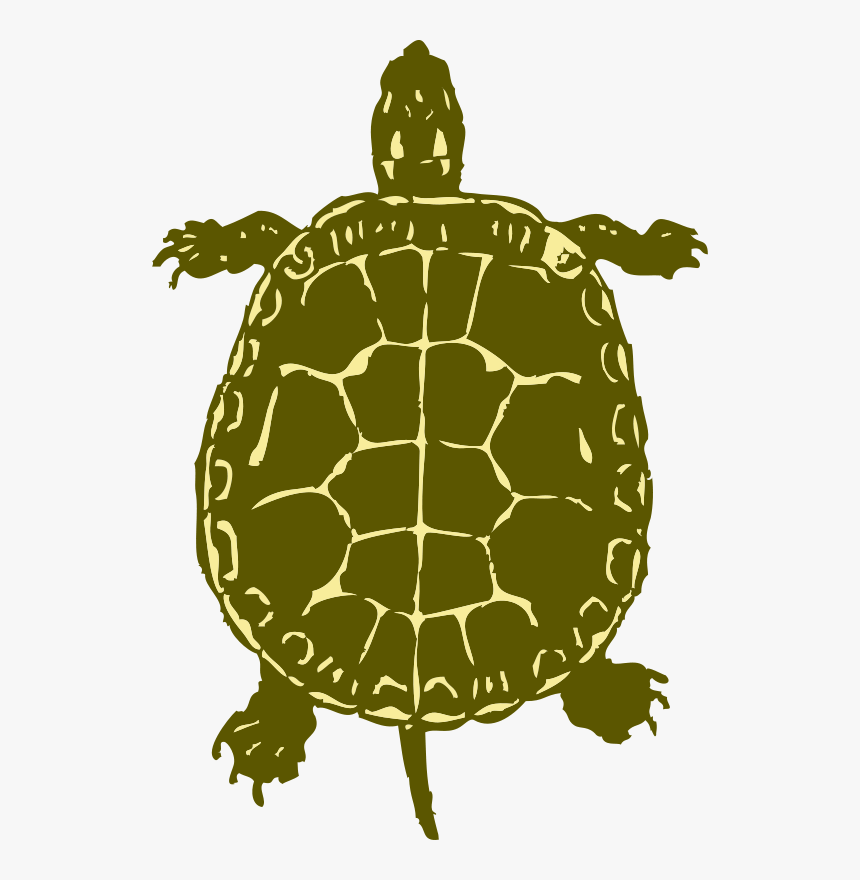 Birds Eye View Of A Turtle, HD Png Download, Free Download