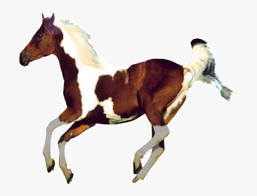 Aesthetically Beautiful Horse Png - Sorrel, Transparent Png, Free Download