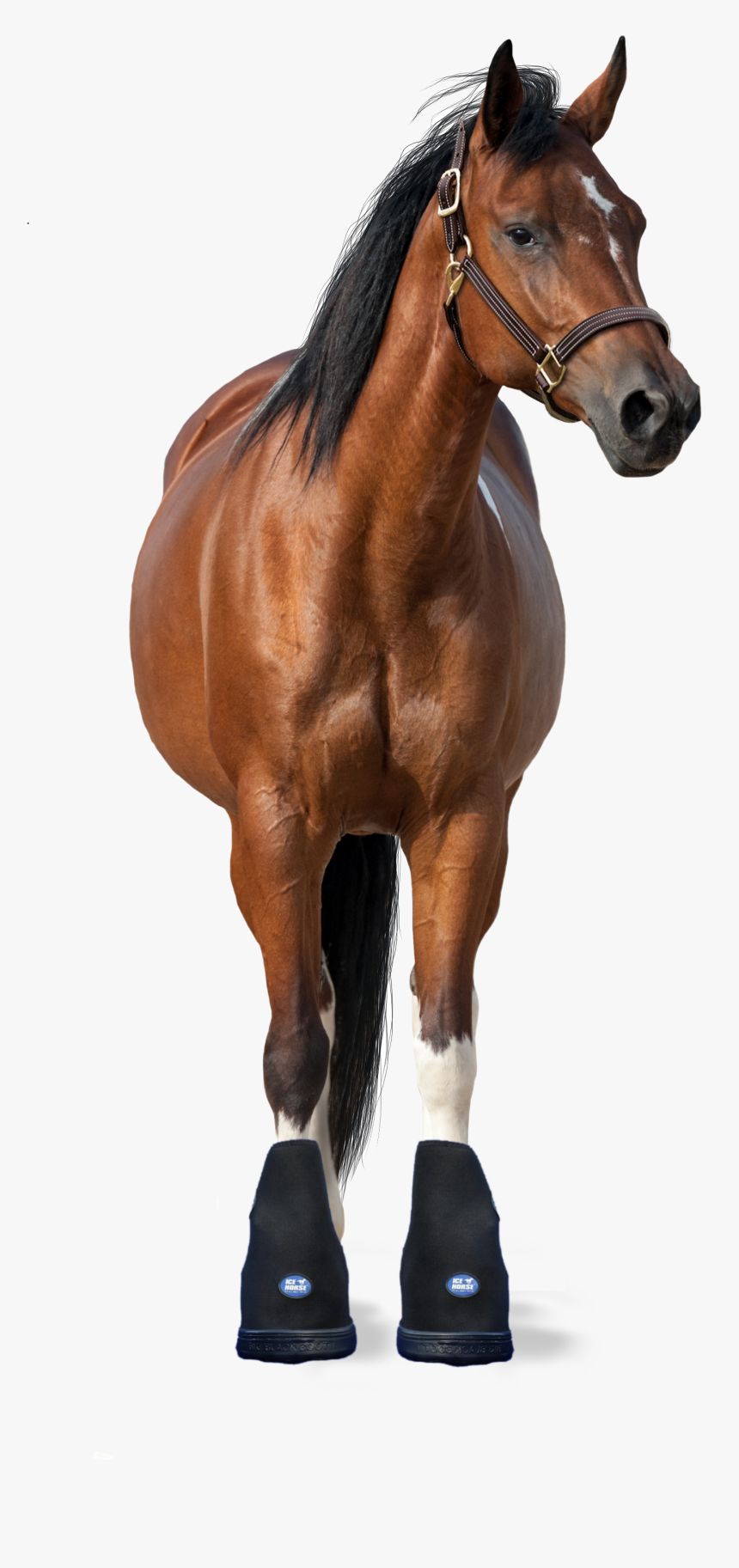 2 Icehorse Pro Therapy Big Black Boots Size Small, - Horse Front View Png, Transparent Png, Free Download