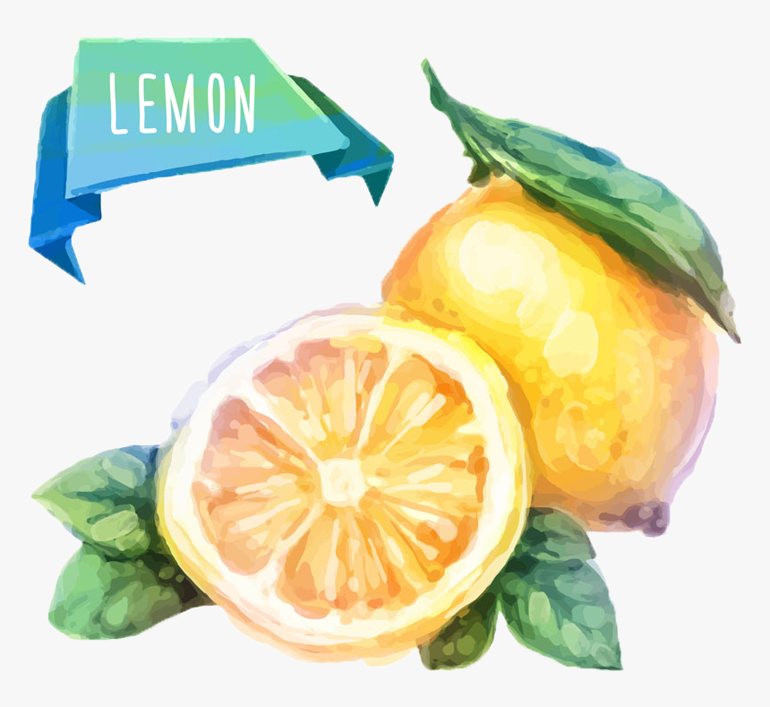 Watercolor Painting Fruit Drawing Illustration, HD Png Download, Free Download