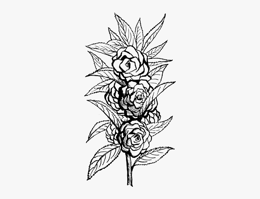 Impatiens Flower Vector Illustration Impatiens Walleriana Drawing, HD