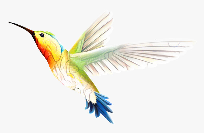 Hummingbird Transparent Background, HD Png Download, Free Download