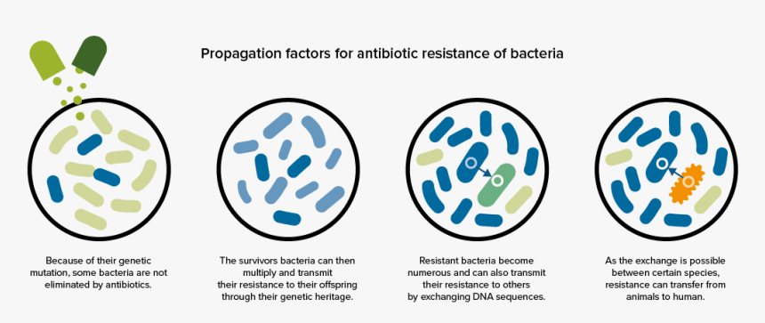 Propagation Factors For Antibiotic Resistance Of Bacteria - Circle, HD Png Download, Free Download