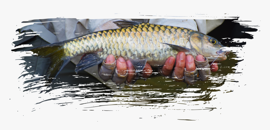 Fly Fishing Png, Transparent Png, Free Download