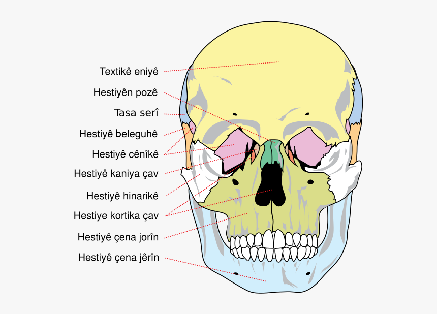 Human Skull Front Bones Ku - Os De La Tete, HD Png Download, Free Download