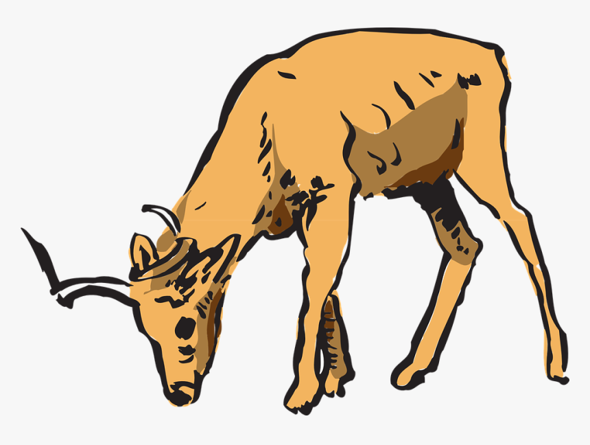 Deer Eating Grass Clipart, HD Png Download, Free Download