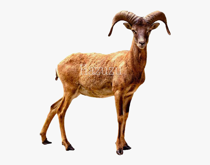 Bighorn Sheep Png Download Image - Clipart Goat Png, Transparent Png, Free Download