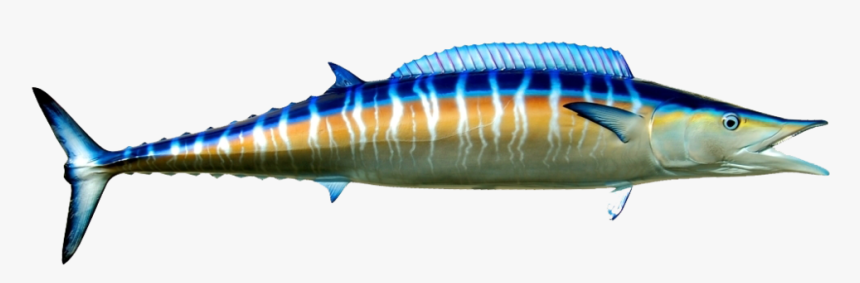 Wahoo Fish, HD Png Download, Free Download