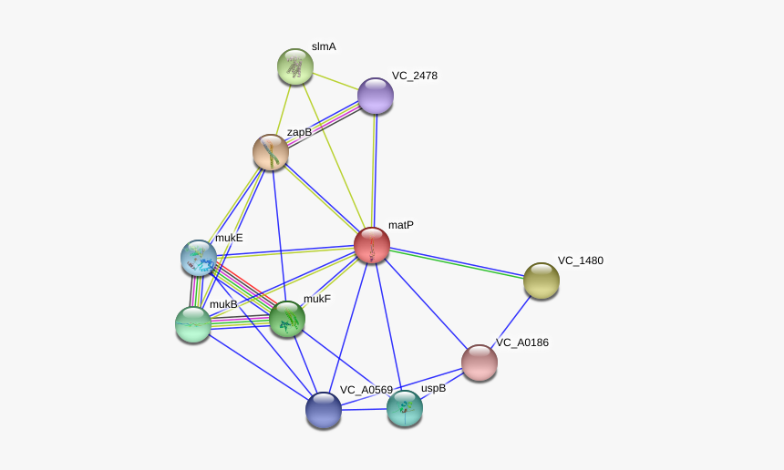 Matp Protein - Circle, HD Png Download, Free Download