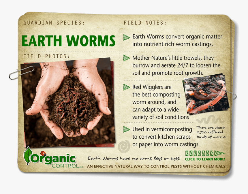 Https - //organiccontrol - Com/earthworms/ - Duck Meat, HD Png Download, Free Download