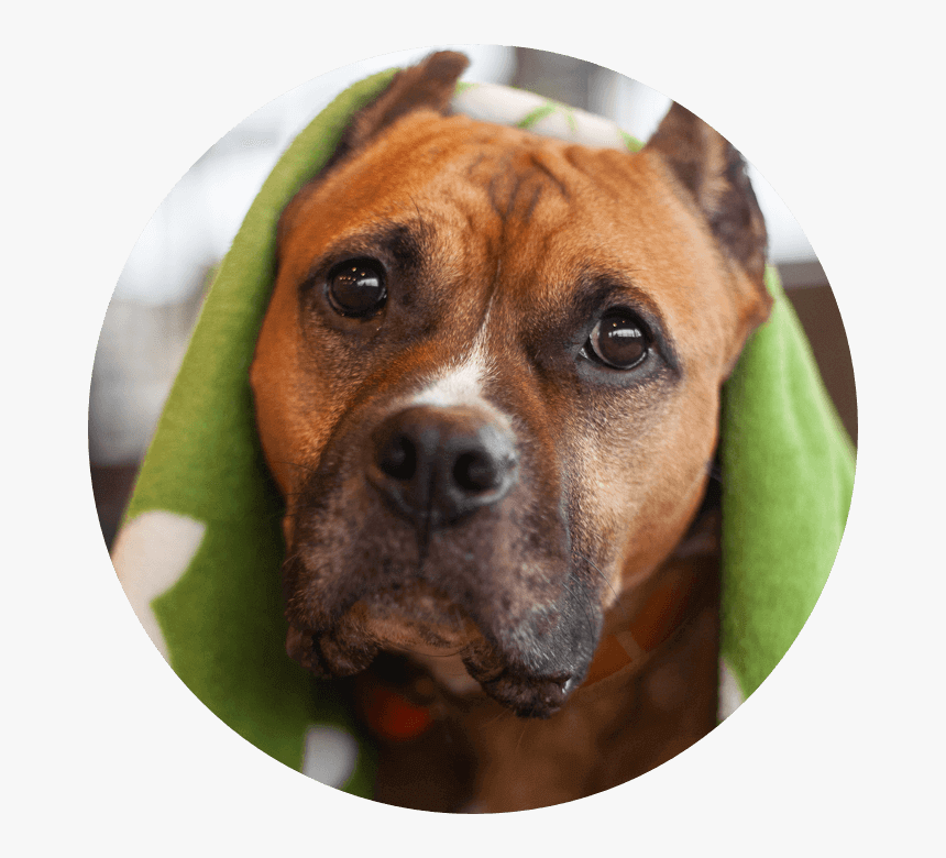 Dog Earth Rated - Boxer, HD Png Download, Free Download