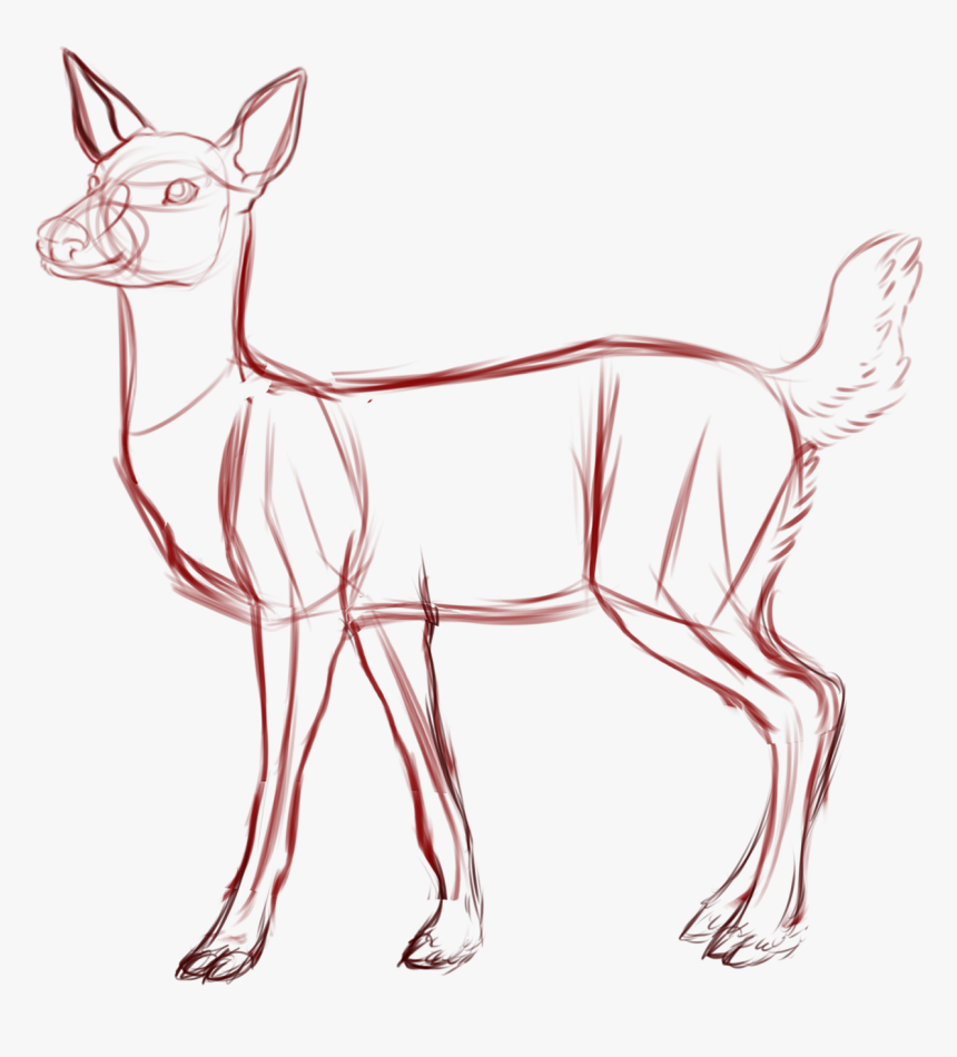 28 Collection Of Deer Hoof Drawing - Deer Anatomy Drawing, HD Png Download, Free Download