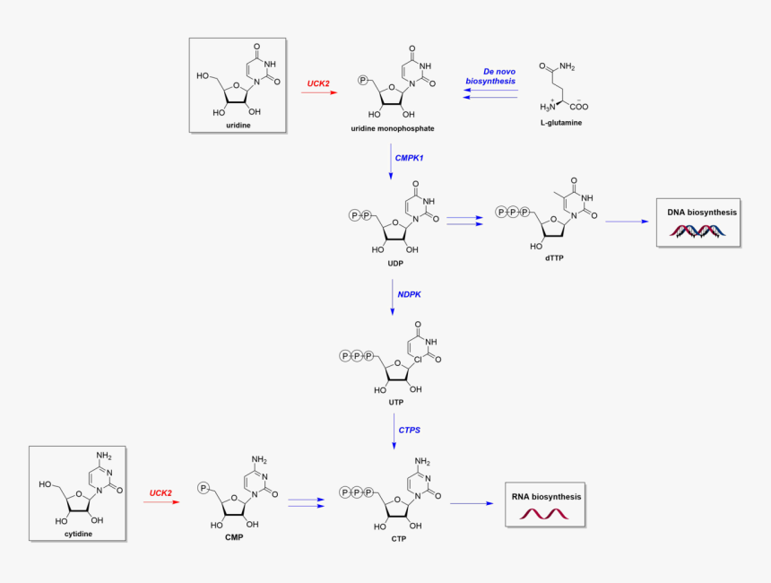 Diagram, HD Png Download, Free Download