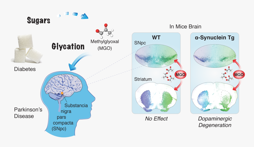 Esquema Glycation - Dog Daycare, HD Png Download, Free Download