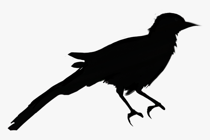 American Crow , Png Download - Fish Crow, Transparent Png, Free Download