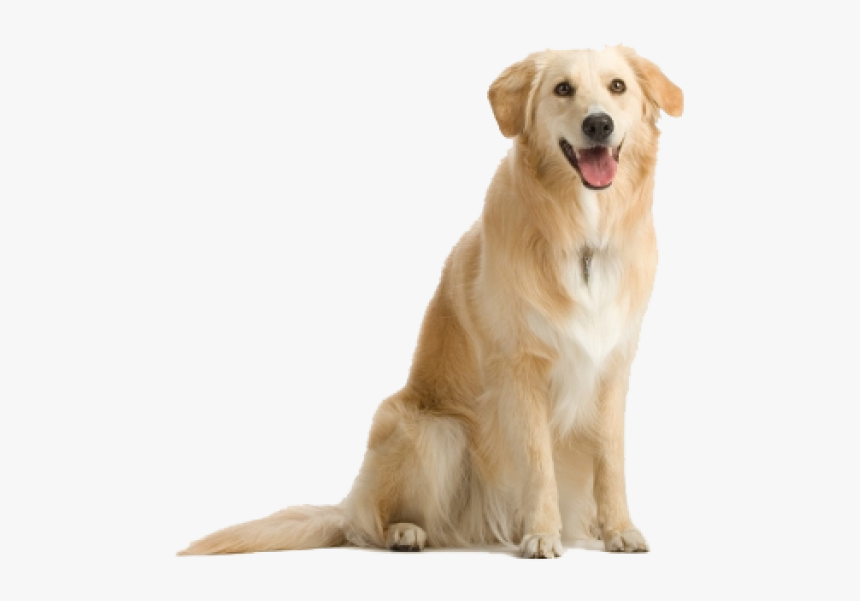 Dog Png With Teeth - Dog Png, Transparent Png, Free Download