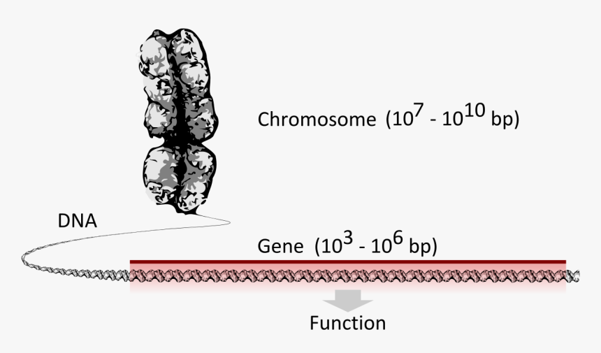 Chromosome Dna Gene , Png Download - Chromosome Dna Gene Svg, Transparent Png, Free Download