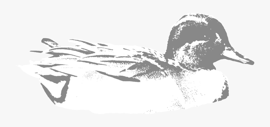 Greenwing - Mallard, HD Png Download, Free Download