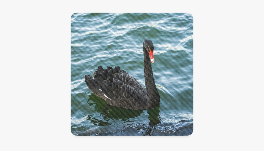 Peaceful Black Swan Square Coaster - Nassim Nicholas Taleb, HD Png Download, Free Download