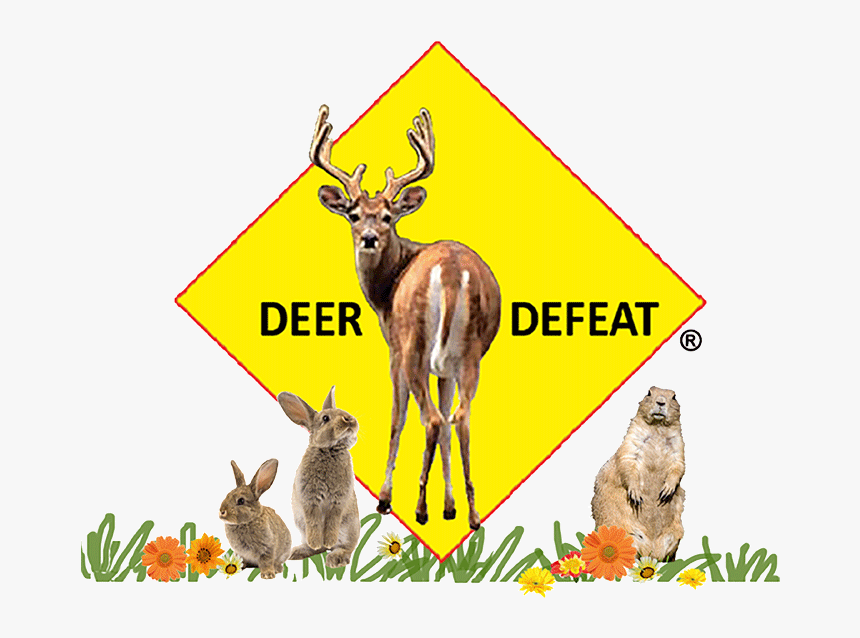 White Tailed Deer, HD Png Download, Free Download
