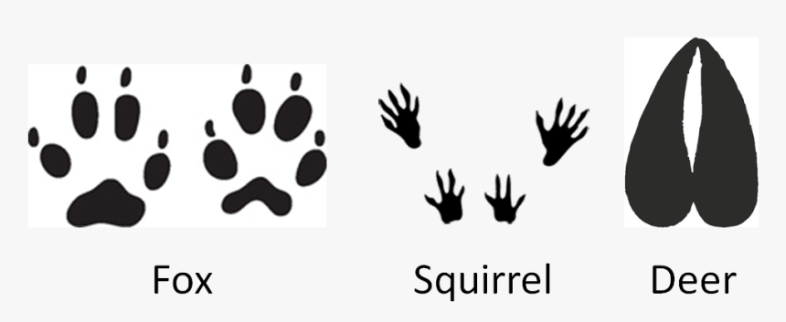 Footprints In The Snow - Squirrel Footprints Png, Transparent Png, Free Download