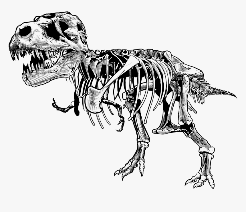 Vector Skeleton Raptor, HD Png Download, Free Download