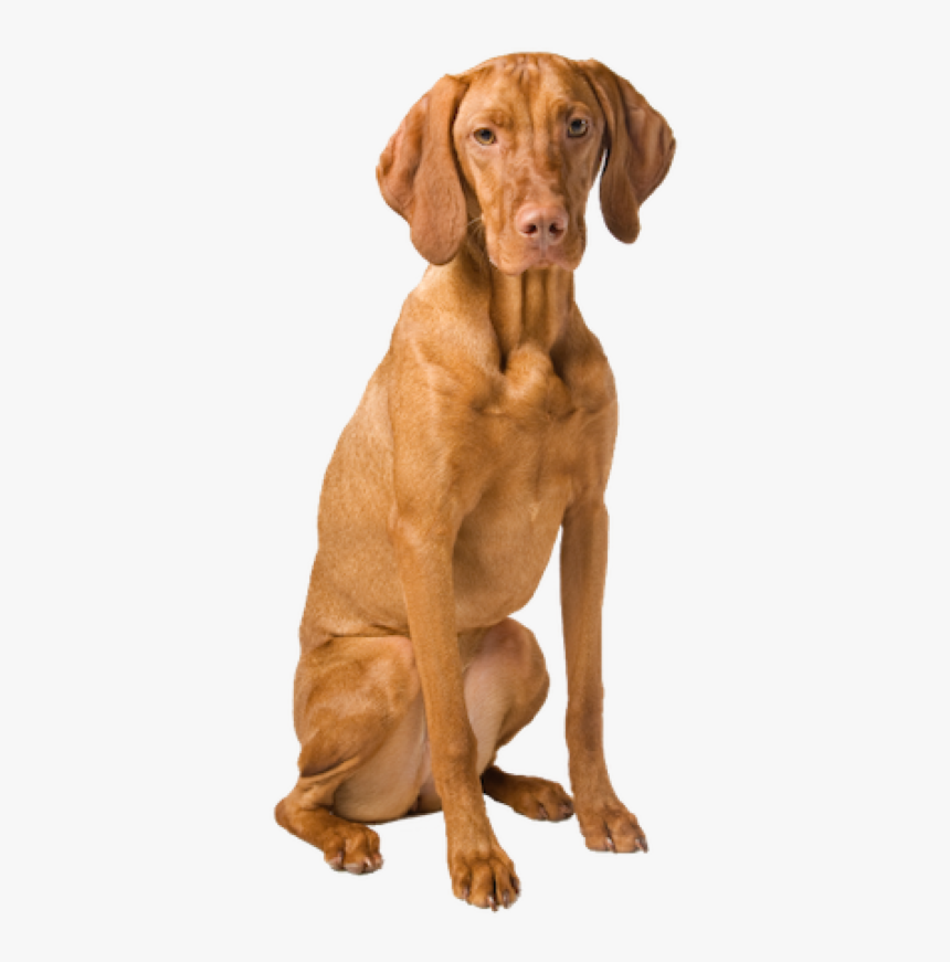 Why Choose A Vizsla To Be The"
								 Title="why - Hungarian Vizsla Dog Png, Transparent Png, Free Download