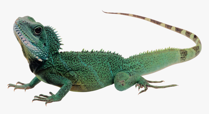 Lizard Png, Transparent Png, Free Download