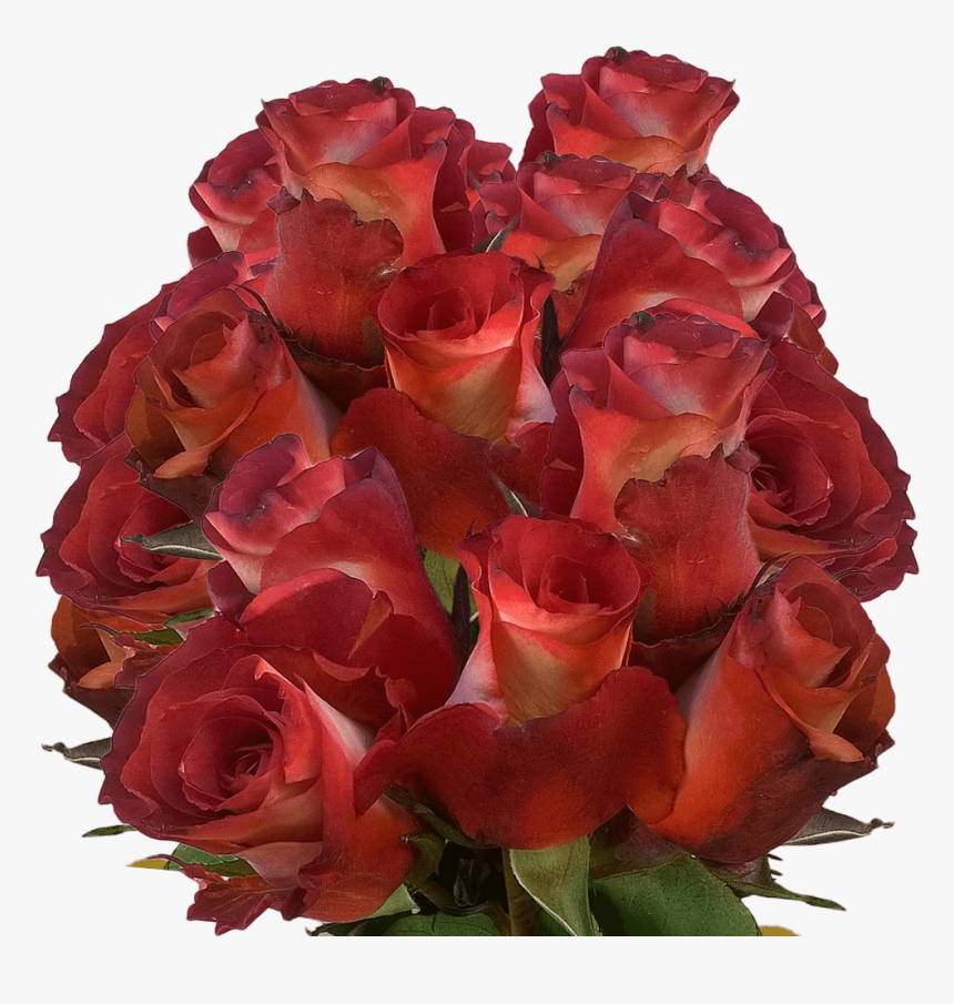 Order Leonidas Roses - Floribunda, HD Png Download, Free Download