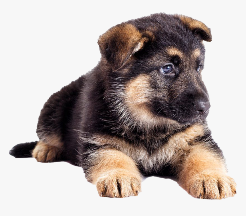 German Shepherd Puppy Transparent - Chó Becgie Con Ăn Gì, HD Png Download, Free Download